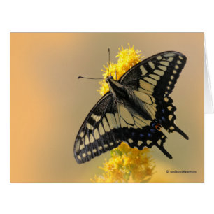 Beautiful Anise Swallowtail Butterfly in the Sun