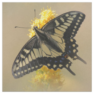 Beautiful Anise Swallowtail Butterfly in the Sun Fabric