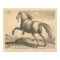Beautiful Antique Spanish Stallion Elegant