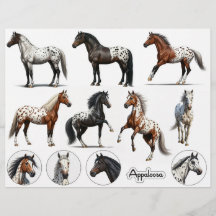 Beautiful Appaloosa Horse Illustrations