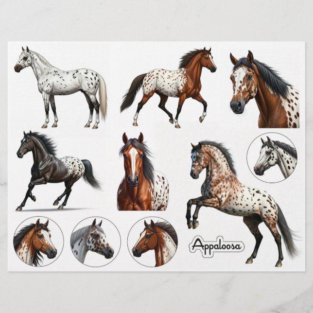 Beautiful Appaloosa Horse Illustrations (Front)