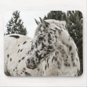 Beautiful Appaloosa Horse, Western, Appy Mouse Pad