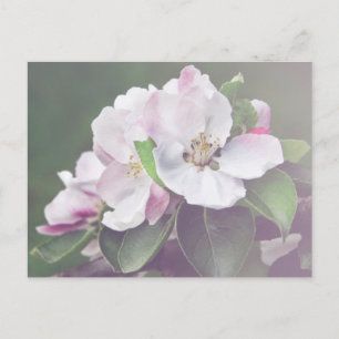 Beautiful Apple Tree Blossoms Spring Postcard