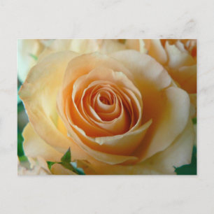 Beautiful Apricot Rose Postcard