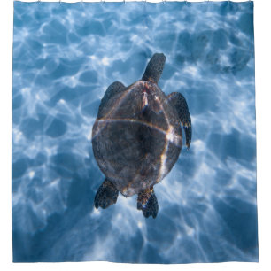 Beautiful Aquatic Turtle   Best gift for sea life