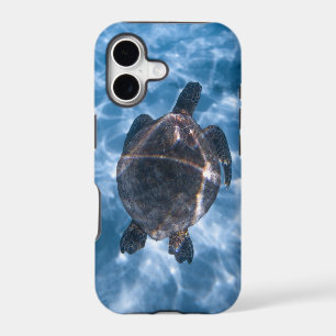 Beautiful Aquatic Turtle   Best gift for sea life