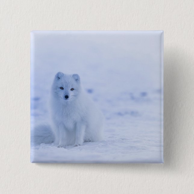 Beautiful Arctic Fox 2 Inch Square Button (Front)