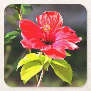 Beautiful Artistic Red Tropical Hibiscus Flower Square Paper Coaster