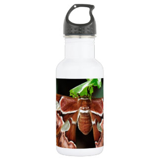 Beautiful Atlas Moth 532 Ml Water Bottle