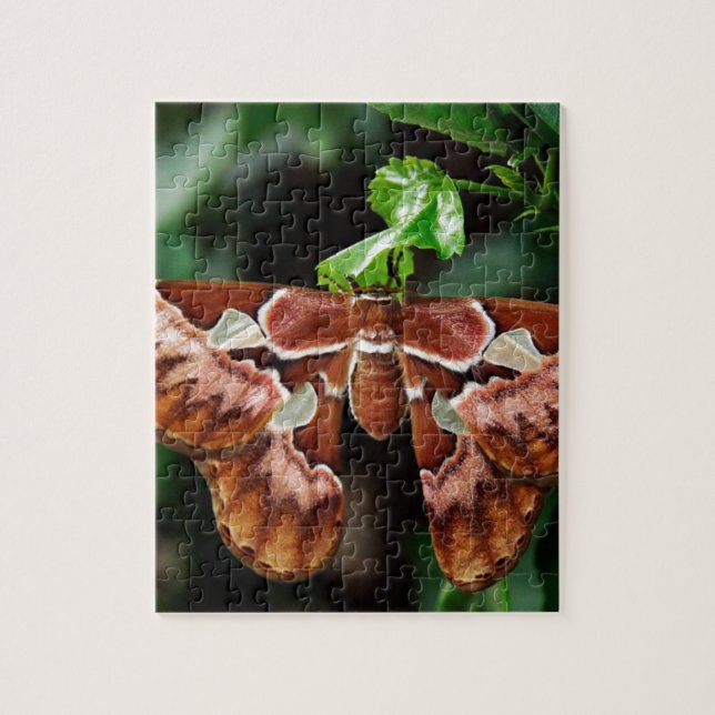 Beautiful Atlas Moth Jigsaw Puzzle (Vertical)