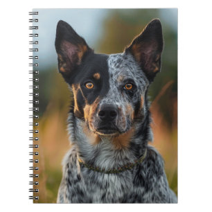 BEAUTIFUL AUSTRALIAN CATTLE DOG IN FIELD NOTEBOOK