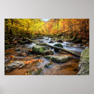 Beautiful Autumn Forest  Poster