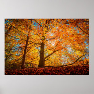Beautiful Autumn Forest Poster
