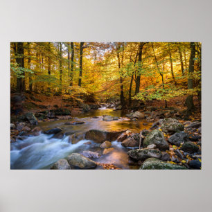Beautiful Autumn Forest  Poster
