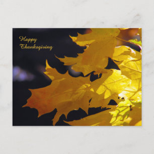 Beautiful Autumn Leaves Thanksgiving Greeting Holiday Postcard