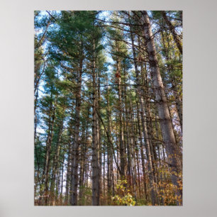 Beautiful Autumn Pine Trees Poster