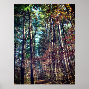 Beautiful Autumn Pine Trees Poster