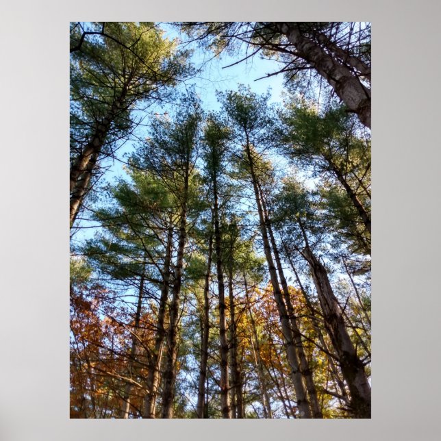 Beautiful Autumn Pine Trees Poster (Front)