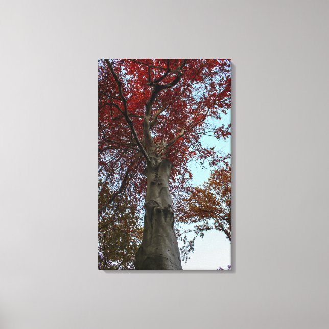 Beautiful Autumn Tree in Central Park Canvas Print (Front)