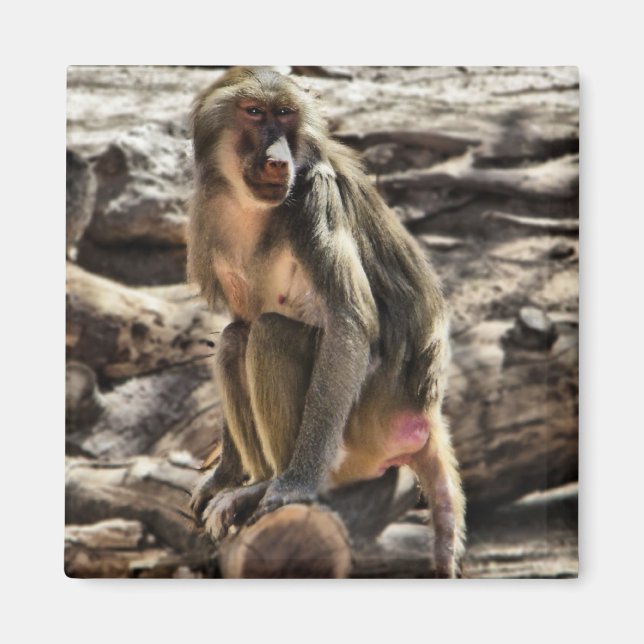 Beautiful Baboon magnet (Front)