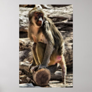 beautiful baboon print