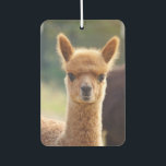 Beautiful Baby Alpaca Air Freshener<br><div class="desc">Our Baby Alpaca Air Fresheners have a portrait photo of a cute baby alpaca with beautiful big eyes. His name is Carmine and he is so cool... what an adorable cute baby face! Our air freshener would make perfect animal lover gifts. The fresheners are fully customizable where you can resize...</div>