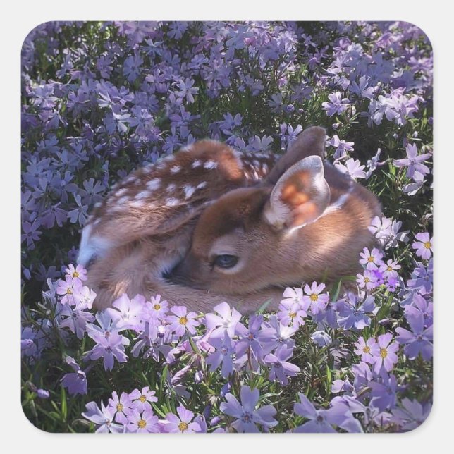 Beautiful Baby Deer Sticker Set (Front)