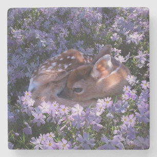 Beautiful Baby Deer Stone Coaster