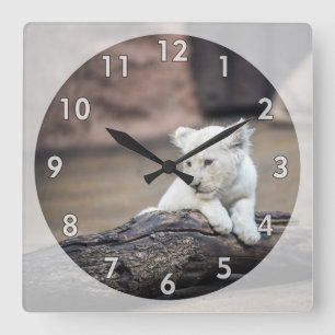 Beautiful Baby White Lion Cub Square Wall Clock