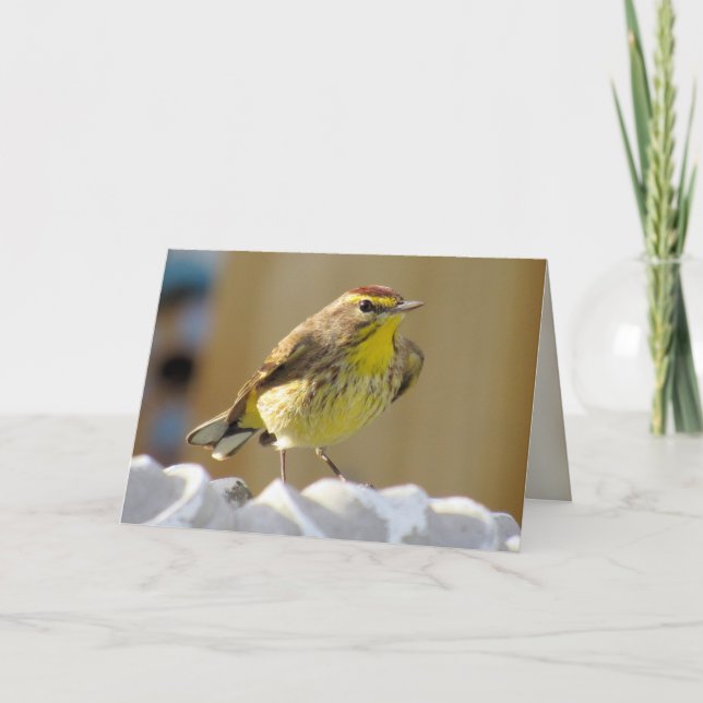 Beautiful Backyard Bird -  Palm Warbler  Card (Front)