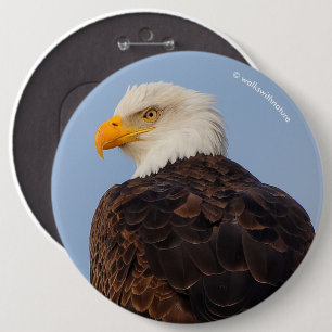 Beautiful Bald Eagle in a Tree 6 Inch Round Button