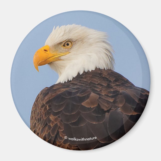 Beautiful Bald Eagle in a Tree Magnet (Front)
