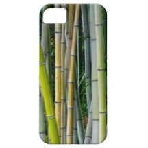 Beautiful bamboo grove