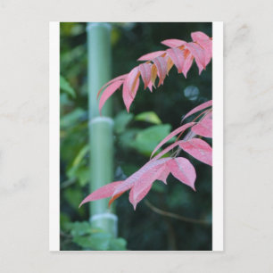 Beautiful Bamboo. Postcard