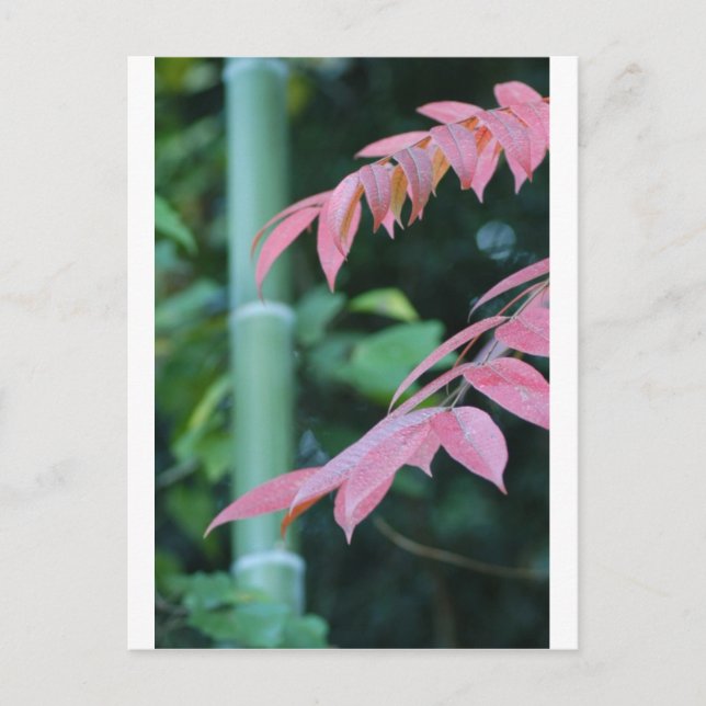 Beautiful Bamboo. Postcard (Front)