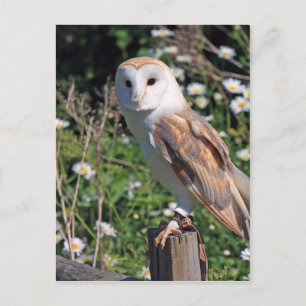 Beautiful barn owl postcard