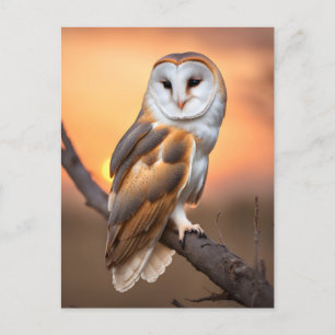 Beautiful Barn Owl Postcard