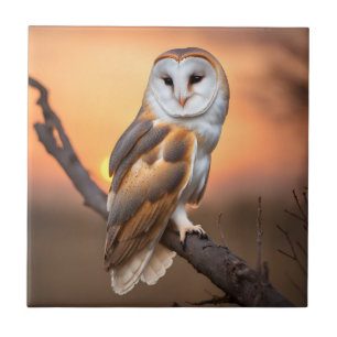Beautiful Barn Owl Tile