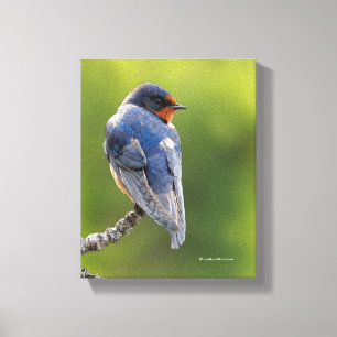 Beautiful Barn Swallow on a Branch Canvas Print
