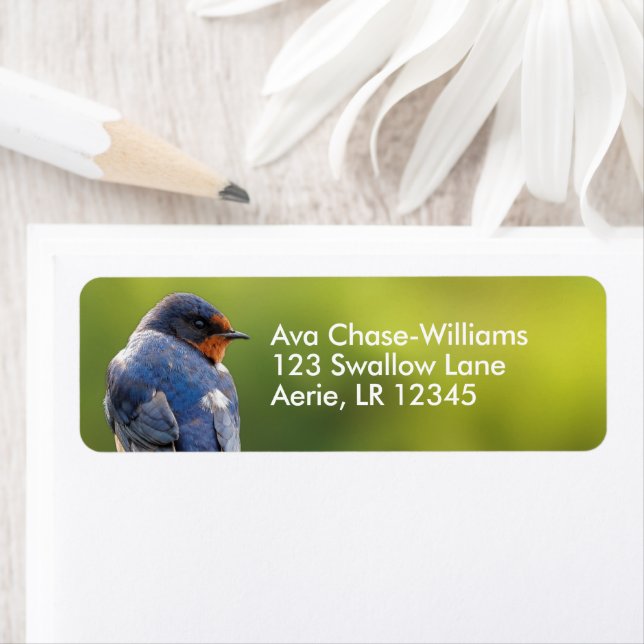 Beautiful Barn Swallow Songbird (Insitu)