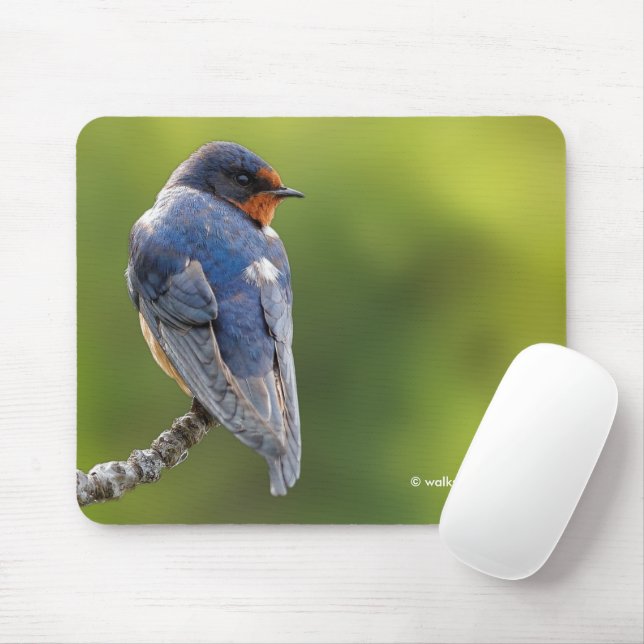 Beautiful Barn Swallow Songbird on a Branch Mouse Pad (With Mouse)