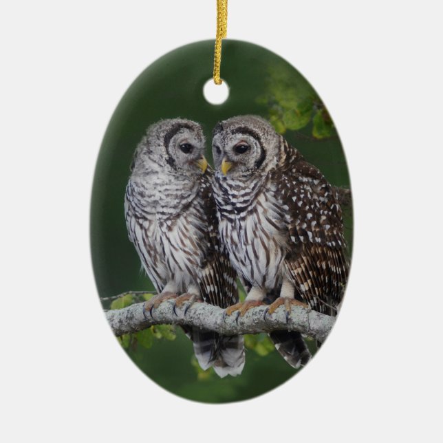 Beautiful Barred Owl Christmas Ornament for Birder (Front)