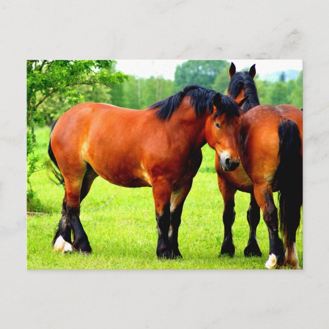 Beautiful Bay Draught Horses In Lush Green Meadow Postcard (Front)