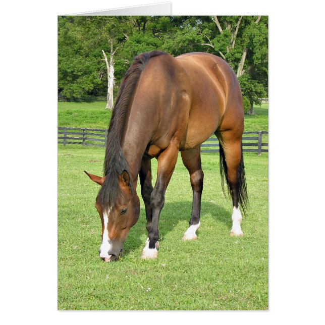 Beautiful bay horse (Front)