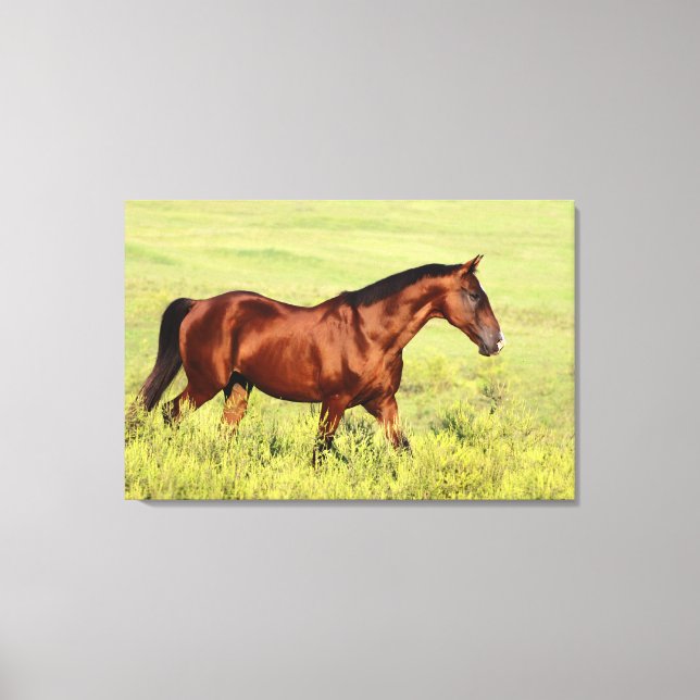 Beautiful Bay Horse Canvas Print (Front)