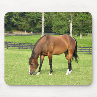 beautiful bay horse mouse pad