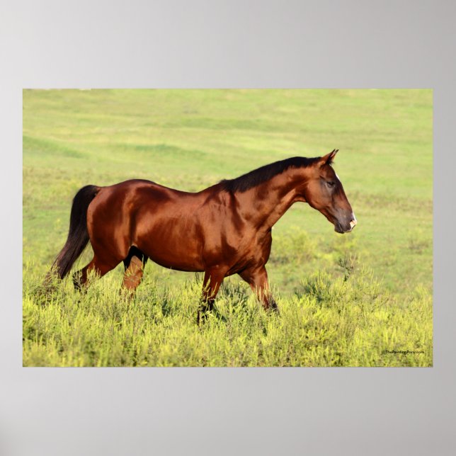 Beautiful Bay Horse Poster (Front)