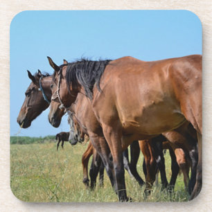 Beautiful Bay Horses Coaster