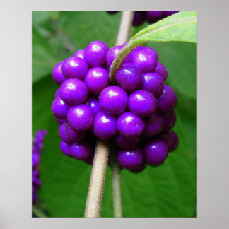 Beautiful Beautyberry Print