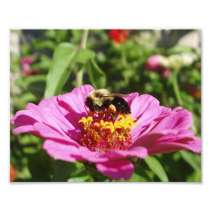 Beautiful Bee Photo Print